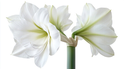 Fototapeta premium Pair of fresh pink roses with attached stems, isolated white background, fine natural texture,