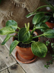 Philodendron birkin. Potted houseplant on the floor.