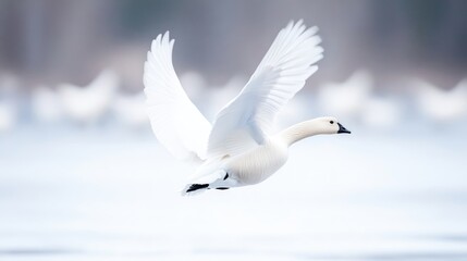 Majestic white swan soaring gracefully through winter air