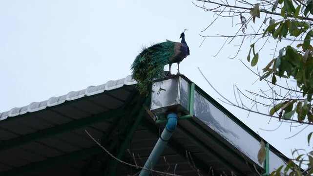 India Peafowl (Pavo cristatus ) bird watching in the garden.