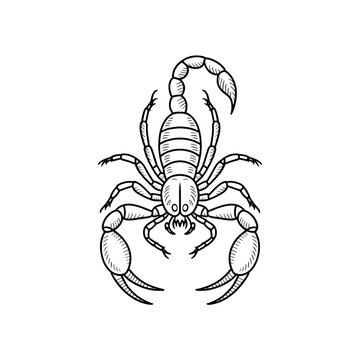 recommend clip art: Scorpion illustration detailed line art of a stylized arachnid design drawing