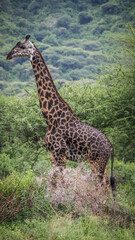The landscape of Lake Manyara in Tanzania