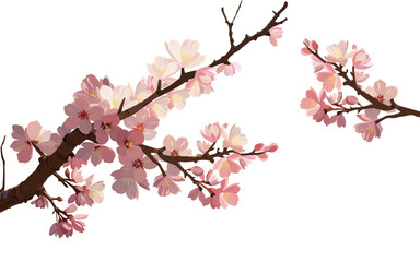 Sakura, pink cherry blossom illustration.