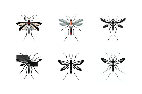 Tipula paludosa (European crane fly), silhouette vector illustration