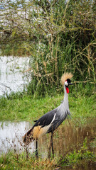 A bird in Lake Manyara National Park in Tanzania