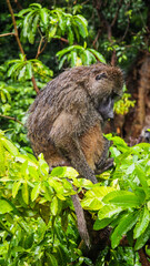 Baboons in Lake Manyara National Park in Tanzania