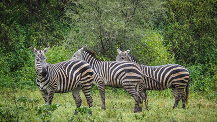 Zebras in Lake Manyara National Park in Tanzania