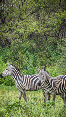 Zebras in Lake Manyara National Park in Tanzania