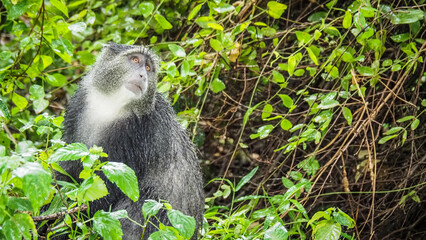 A blue monkey in Lake Manyara National Park in Tanzania