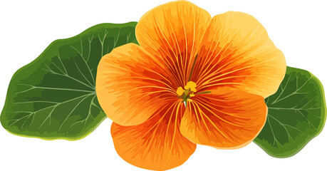 Obraz premium illustration of vibrant orange nasturtium flower with green leaves