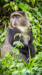 A blue monkey in Lake Manyara National Park in Tanzania