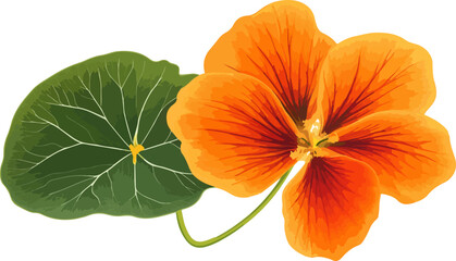 illustration of vibrant orange nasturtium flower with green leaves