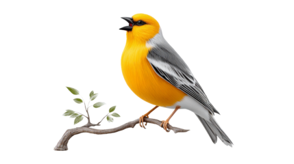 Captivating Avian Portrait of a Majestic Bird Perched Gracefully on a Branch with a Daring Black Background Creating an Artistic Impression