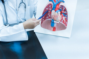 Doctor hand pointing lung and heart anatomy human model on white background.Part of human body...