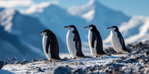 Obraz premium Four penguins standing on a snowy landscape, Antarctic habitat, showcasing their distinctive black and white feathers, serene scene.