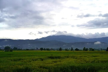 The green rice fields stretch as far as the eye can see. The rice plants sway gently. The mountains towering above the rice fields create a peaceful natural landscape.