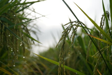 Close-up of rice plant. Featuring green rice stalks and grains. Highlighting the growth and development of rice. Ideal for agricultural and botanical visuals.