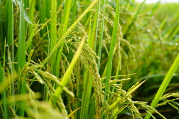 Close-up of rice plant. Featuring green rice stalks and grains. Highlighting the growth and development of rice. Ideal for agricultural and botanical visuals.