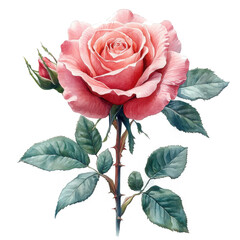 Fototapeta premium Elegant Pink Rose Bloom with Bud and Leaves Watercolor Painting Illustration