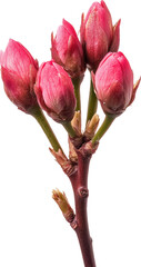 Blossoming pink flower buds