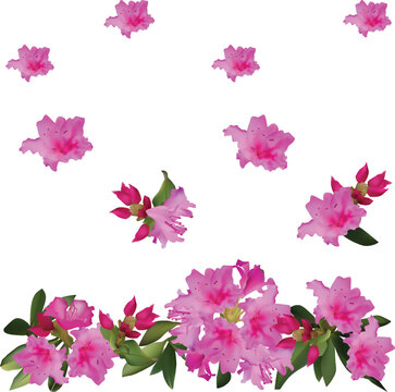 rododendron pink flowers decoration isolated on white