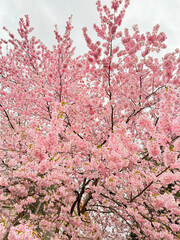 japanese cherry blossom