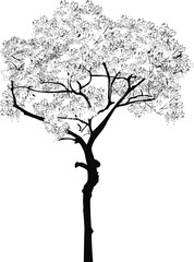 small fine tree outline on white background
