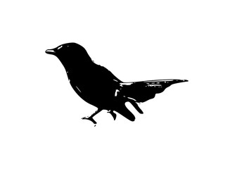 black silhouette of a bird