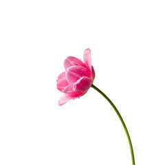 Fototapeta premium Pink Flower on Black Background
