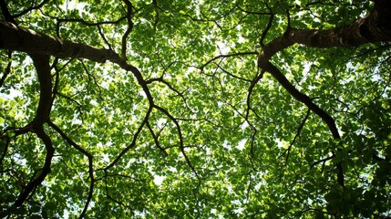 Fototapeta premium Vivid upward view of lush green tree canopy with dense branches and leaves, backlit by bright sky, highlighting organic textures of bark and foliage, ideal for nature photography