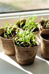 Small green seedlings in biodegradable pots, catching sunlight on a window sill, represent growth, new beginnings, and springtime.