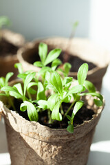 Young seedlings in biodegradable pots are growing. The concept is that gardening should start early and be environmentally conscious.