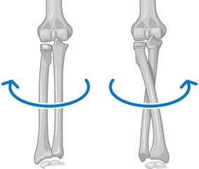 前腕の回内運動・回外運動のイラスト Arm Pronation and Supination