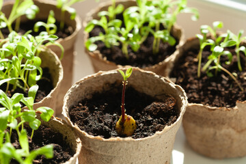 Seedlings growing in small pots, filled with dark soil, nurtured under the sunlight. Each pot holds promise of new life and growth.