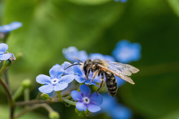 Bee pollinating blue flowers in spring garden
