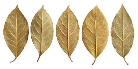 Obraz premium Dry bay leaf collection with detailed texture and natural color variations isolated on transparency background for botanical or culinary use