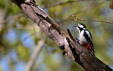 Great spotted woodpecker, Dendrocopos major