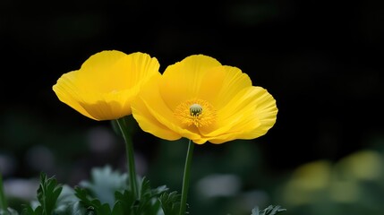 Fototapeta premium Two vibrant yellow flowers in a close-up shot, against a dark background. Their petals are soft and smooth, with a central, yellowish-green pistil. Small, dark green leaves surround the flowers