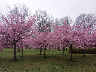 Pink cherry blossom trees in full bloom in a spring park