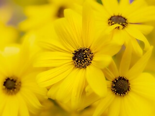 夏から秋の公園や花壇を彩るヤナギバヒマワリのある風景。自然風景素材。眩しい日差しでボケた景色。ぼんやりした花畑のイメージ。