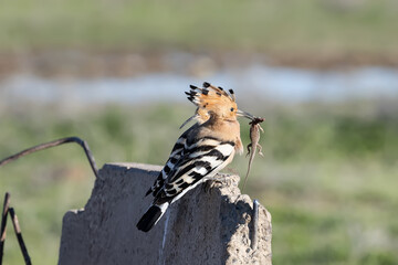 Eurasian hoopoe (Upupa epops) male gives the female a feed (lizard Eremias sp.)