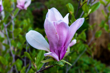 Magnolia tree with blooming flower. Delicate magnolia flower. Spring nature. Blooming magnolia