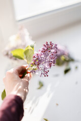 A woman gently holds a lilac branch in her hands, showcasing vibrant blossoms in soft purple and white tones. Captures harmony, delicacy, and a touch of spring freshness.