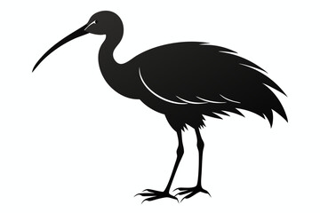Fototapeta premium ibis sihouette black vector