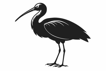 Obraz premium ibis sihouette black vector