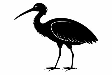 ibis sihouette black vector