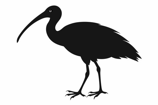 ibis sihouette black vector