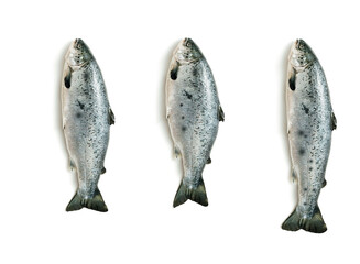 Design image of fresh mackerel in various sizes on a white background