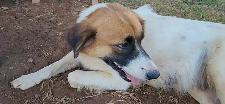 A short-haired female dog is lying on the ground during very hot day. Dog is panting due to exhaustion during the day. White dog with brown head and a black mouth that opens its mouth to help breathe.
