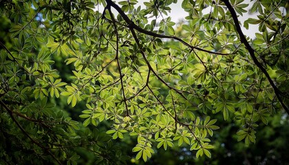 Fototapeta premium tree branches and green leaves overlay fine art photography background